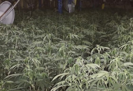 Hundreds more cannabis plants recovered in Grimsby