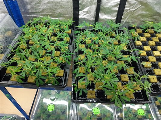 Five arrested following significant cannabis find in Peterborough