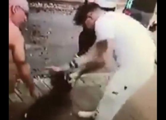 Doncaster man arrested in suspected animal abuse case