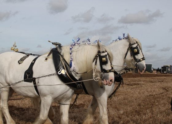 Travellers arrive for Brigg Horse Fair