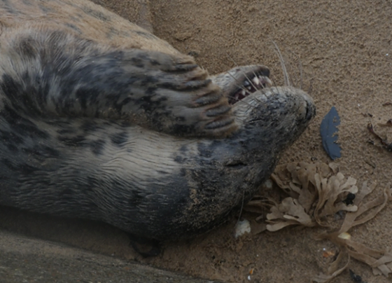 Beachgoers warned of danger to seals