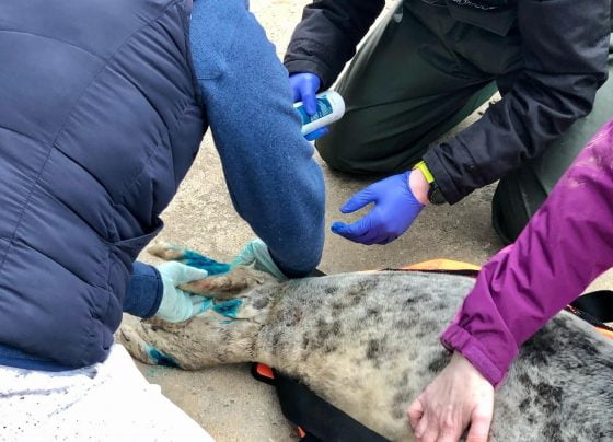 Emergency rescue after seal becomes stranded in Cleethorpes