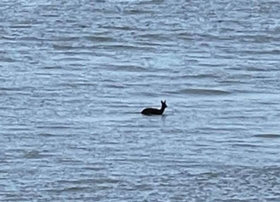 Deer drowns in Cleethorpes