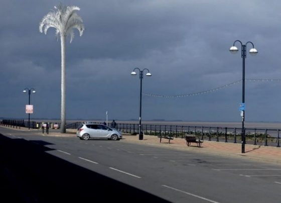 white palm tree in cleethorpes