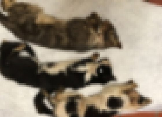 Dead kittens Grimsby woods