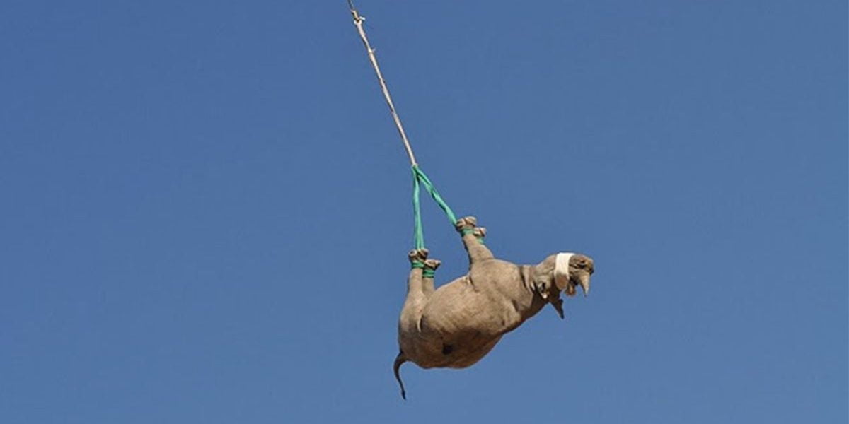 Rhino study wins Ig Nobel prize