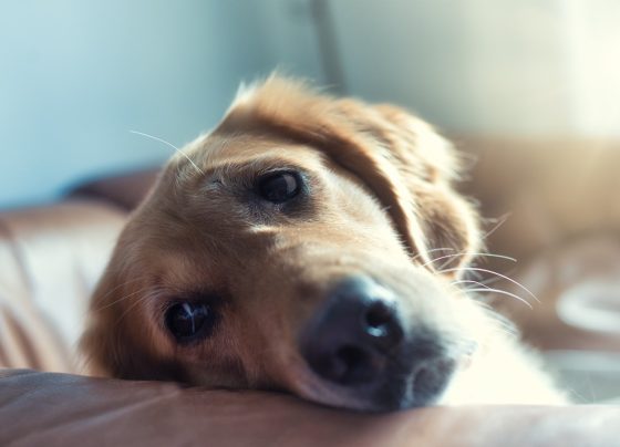Pet Classics