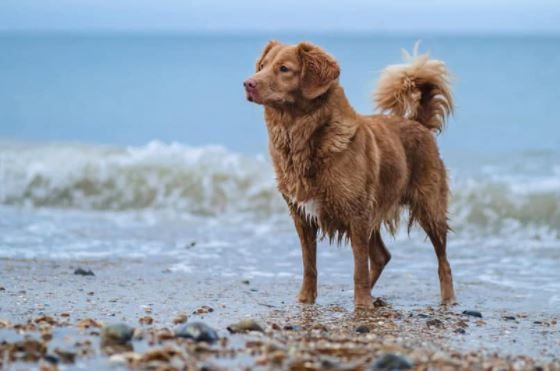 Cleethorpes dog restrictions