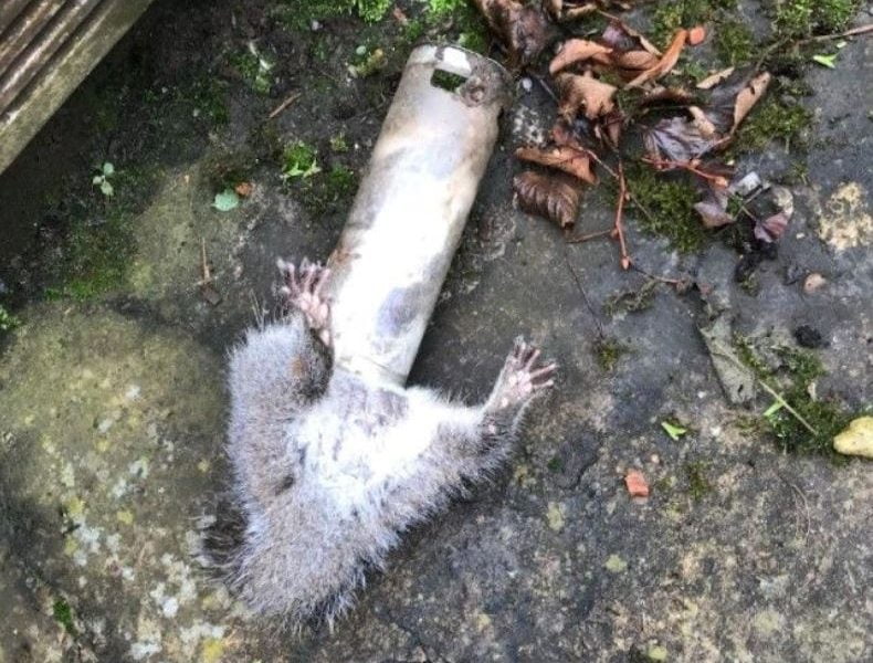 chunky squirrel