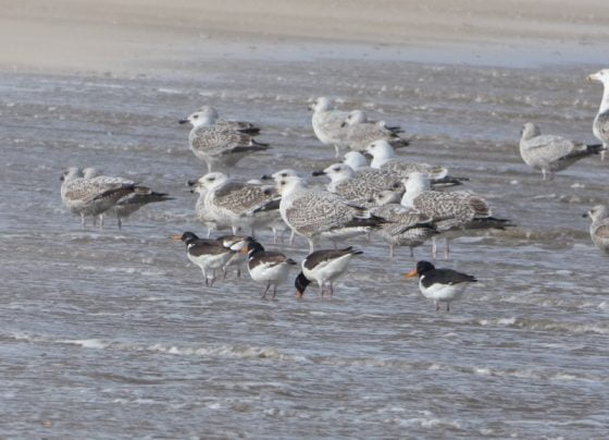 Birds reclaim outdoor spaces in Grimsby and Cleethorpes