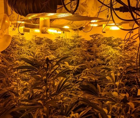 11 arrested following discovery of 8 cannabis farms in Hull