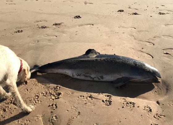Dead Porpoise found on Cleethorpes beach