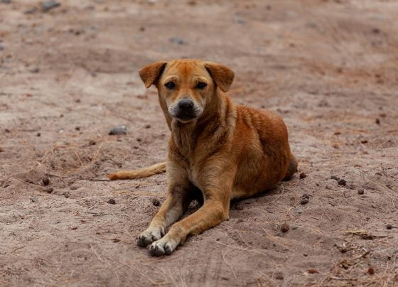 Dog walkers respond to Council's beach ban