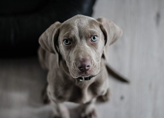 Council issue statement to dog owners