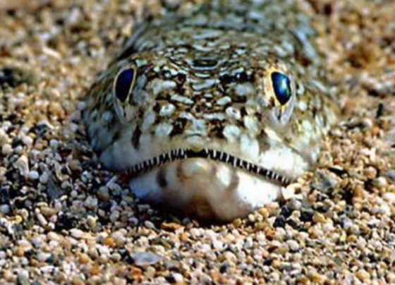 Venomous fish spotted on Cleethorpes beach