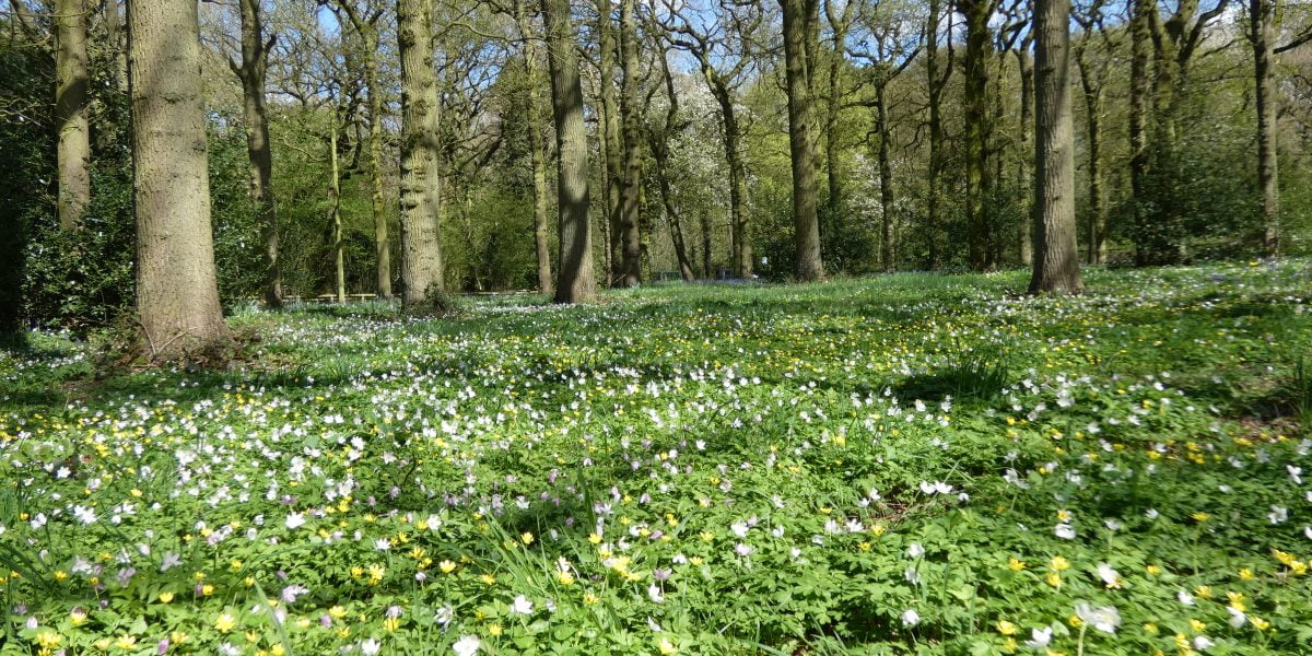 Help protect Bradley Woods