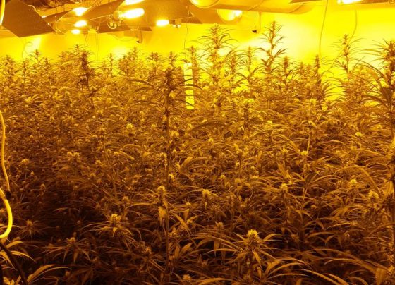 Morning drugs raid in Grimsby