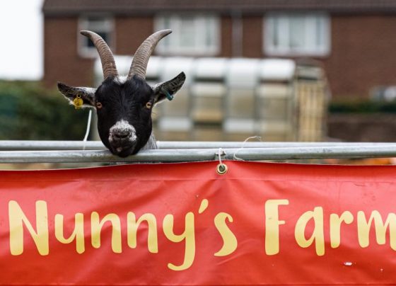 Nunny's Farm is now open