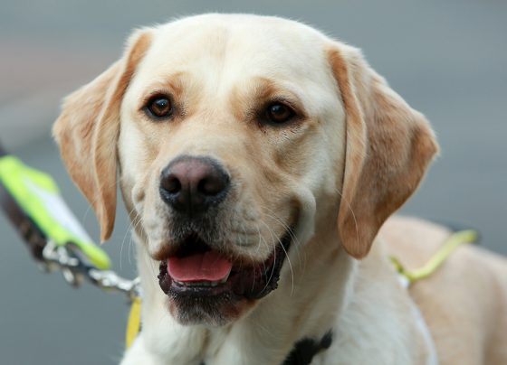 Watford driver prosecuted over guide dog refusal