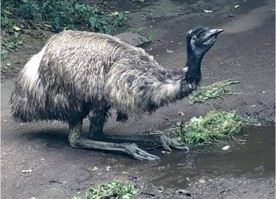 Escaped emu returns home after six day chase
