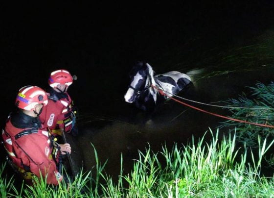 Horse rescued from River Hull