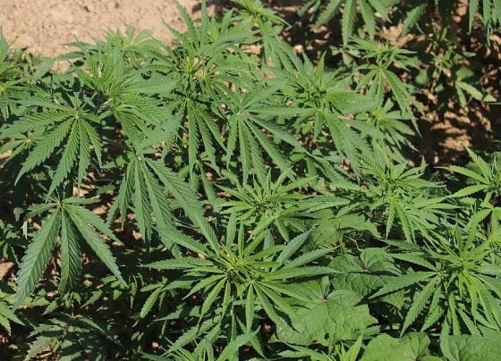 £70,000 worth of cannabis seized in Grimsby