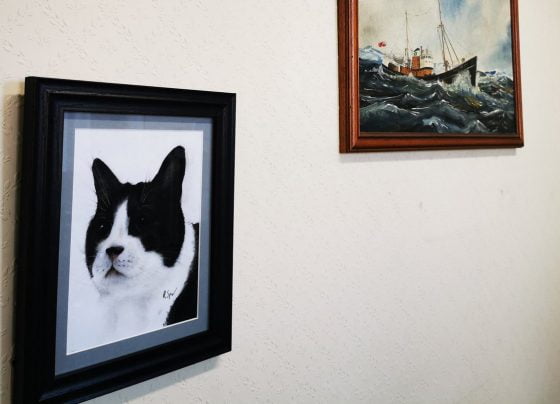 New portrait looks purr-fect in Grimsby Town Hall