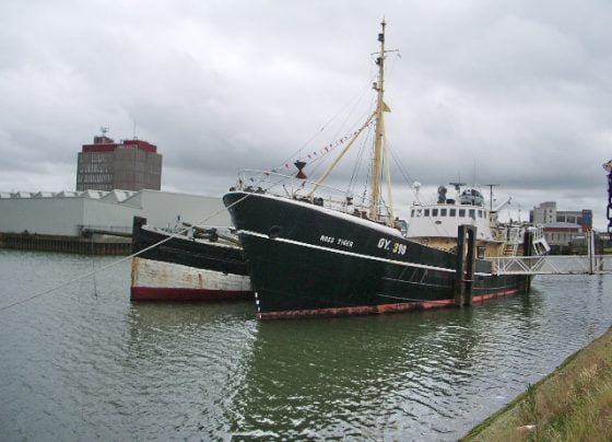 Ross Tiger to receive winter protection