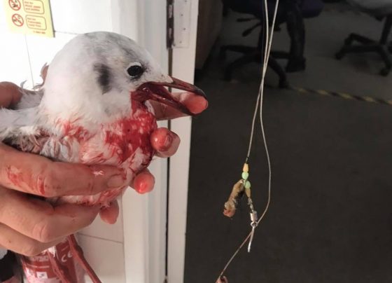 Litter reminder follows resort seagull rescue