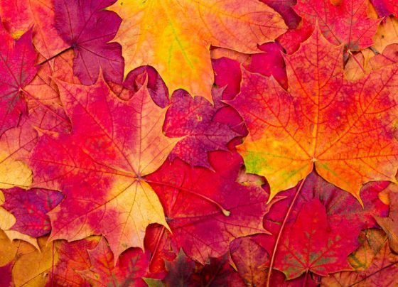 https://www.gi-media.co.uk/2020/10/12/two-sides-to-autumn-this-week/