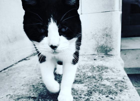 Staff mourn 'world famous' Grimsby Town Hall cat