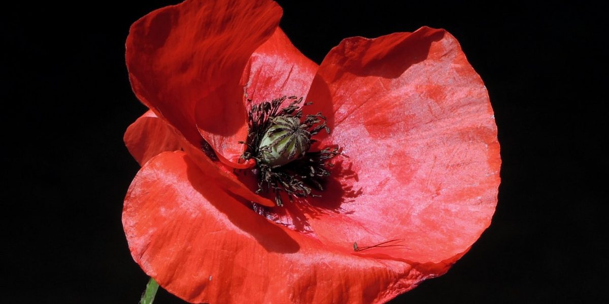 Remembrance Day parade and Cenotaph service cancelled