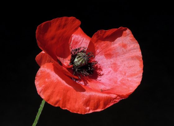 Remembrance Day parade and Cenotaph service cancelled