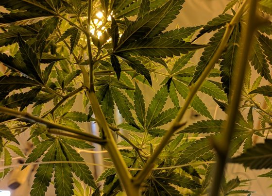 Warrant uncovers major cannabis factory in Grimsby