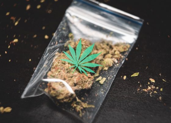 Police dog discovers drugs hidden inside pillow
