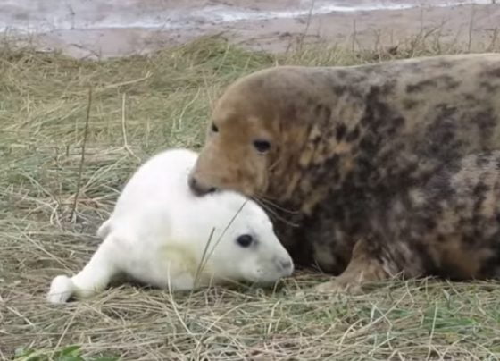 Donna Nook releases seal 'pupdate'