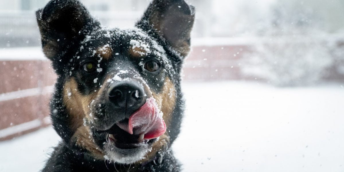 RSPCA issue warning over toxic grit