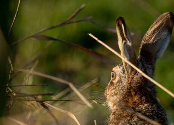 Police appeal over hare courser problems