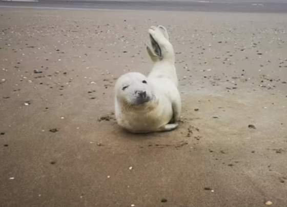 seal cleethorpes beach safety