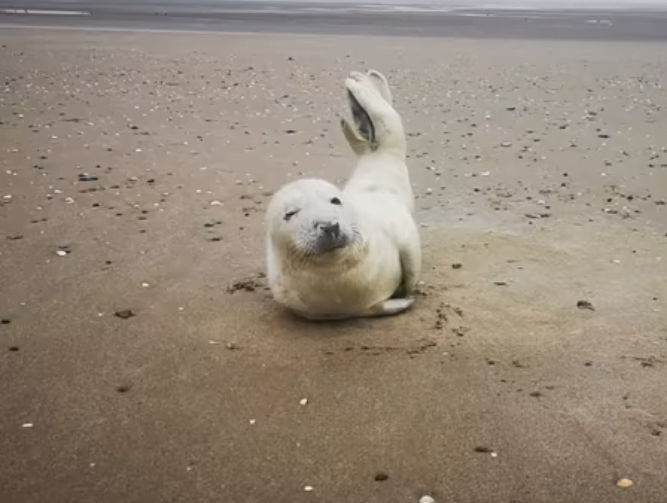 seal cleethorpes beach safety