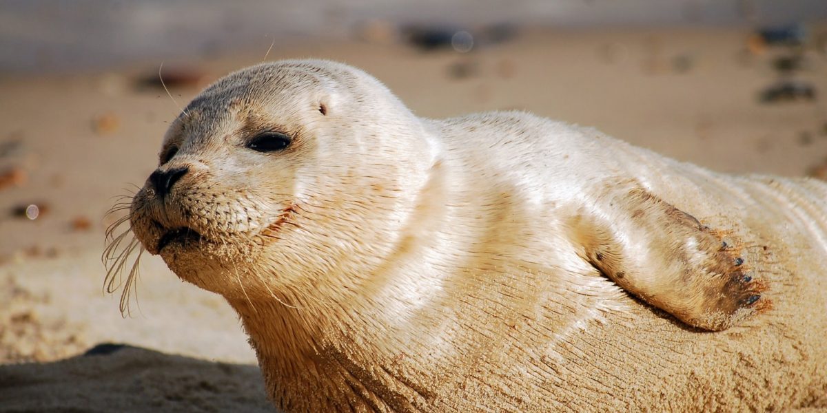 Donna Nook sees record-breaking number of seal pups