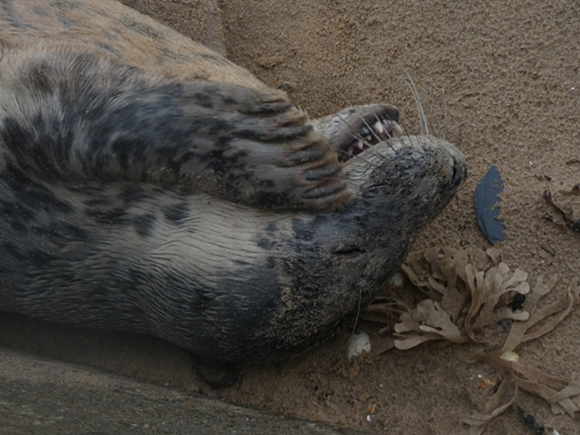 Beachgoers warned of danger to seals