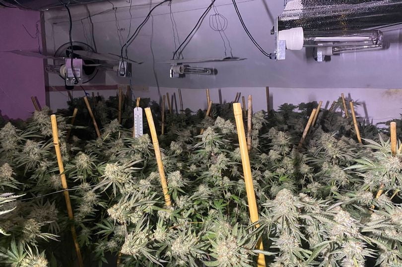 200 plants uncovered in local cannabis factory