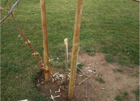 'Mindless violence' sees tree damaged at Doncaster park