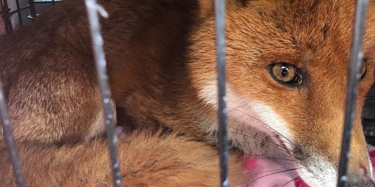 Lucky fox saved by Cleethorpes Wildlife Rescue