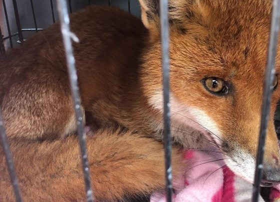 Lucky fox saved by Cleethorpes Wildlife Rescue