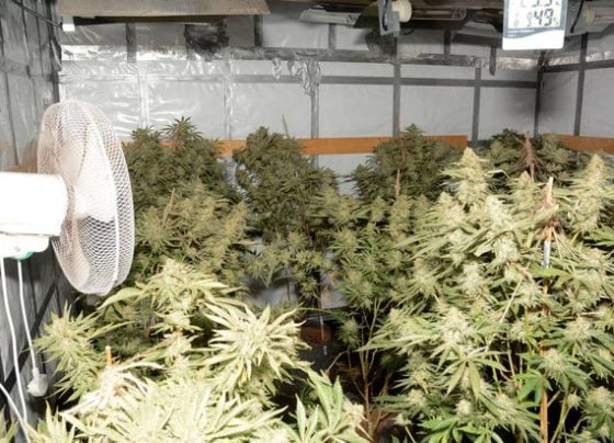 Cannabis farm Humberside Police