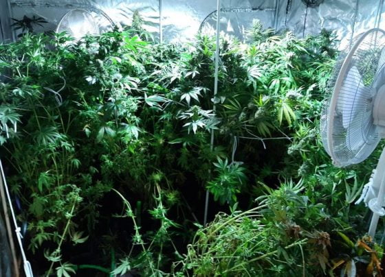Man in custody after discovery of 'large cannabis grow'
