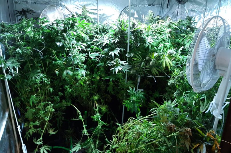 Man in custody after discovery of 'large cannabis grow'