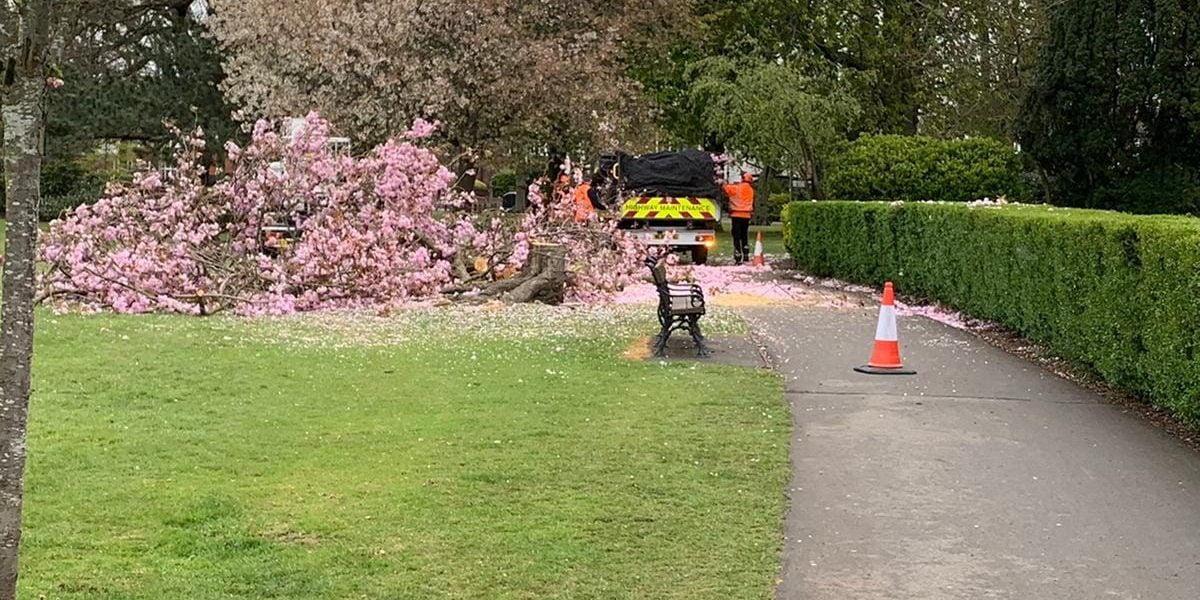 Tree felled in Peoples Park